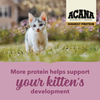 ACANA Highest Protein Dry Cat Food for Kittens